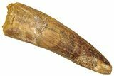 Fossil Spinosaurus Tooth - Real Dinosaur Tooth #340688-1